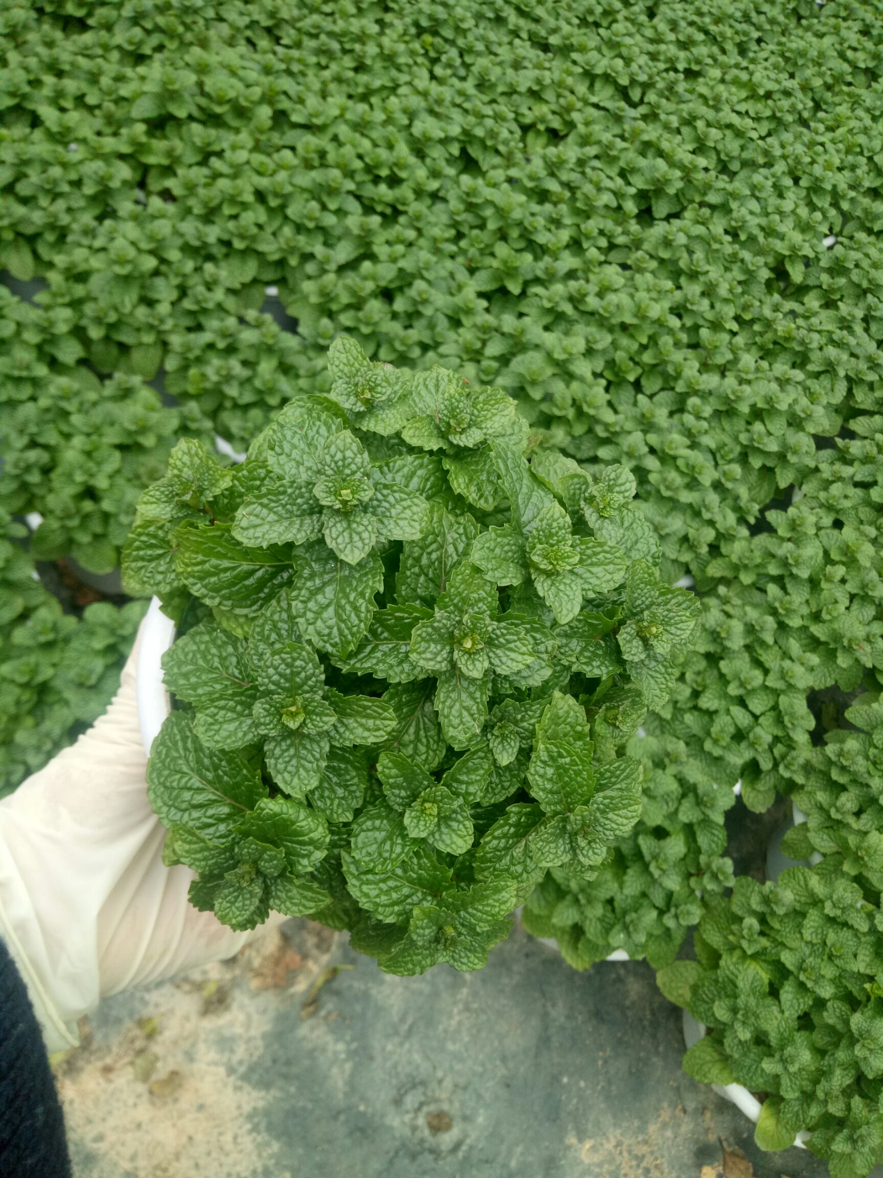 薄荷盆栽 清香木