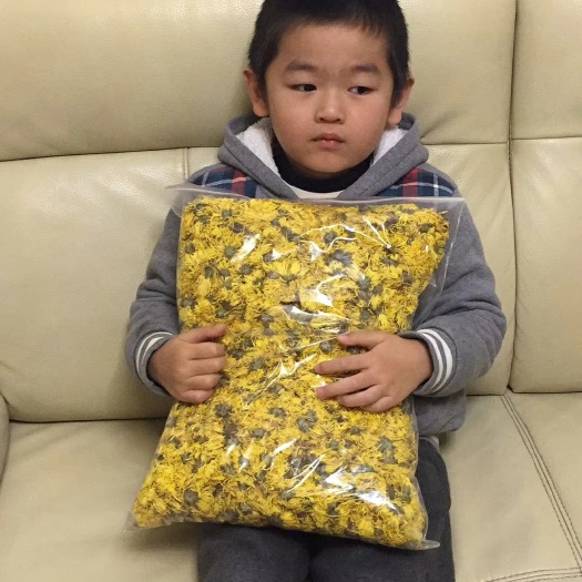 云县金丝黄菊苗 