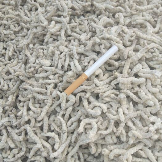环江县 广西僵蚕直销覃韶华