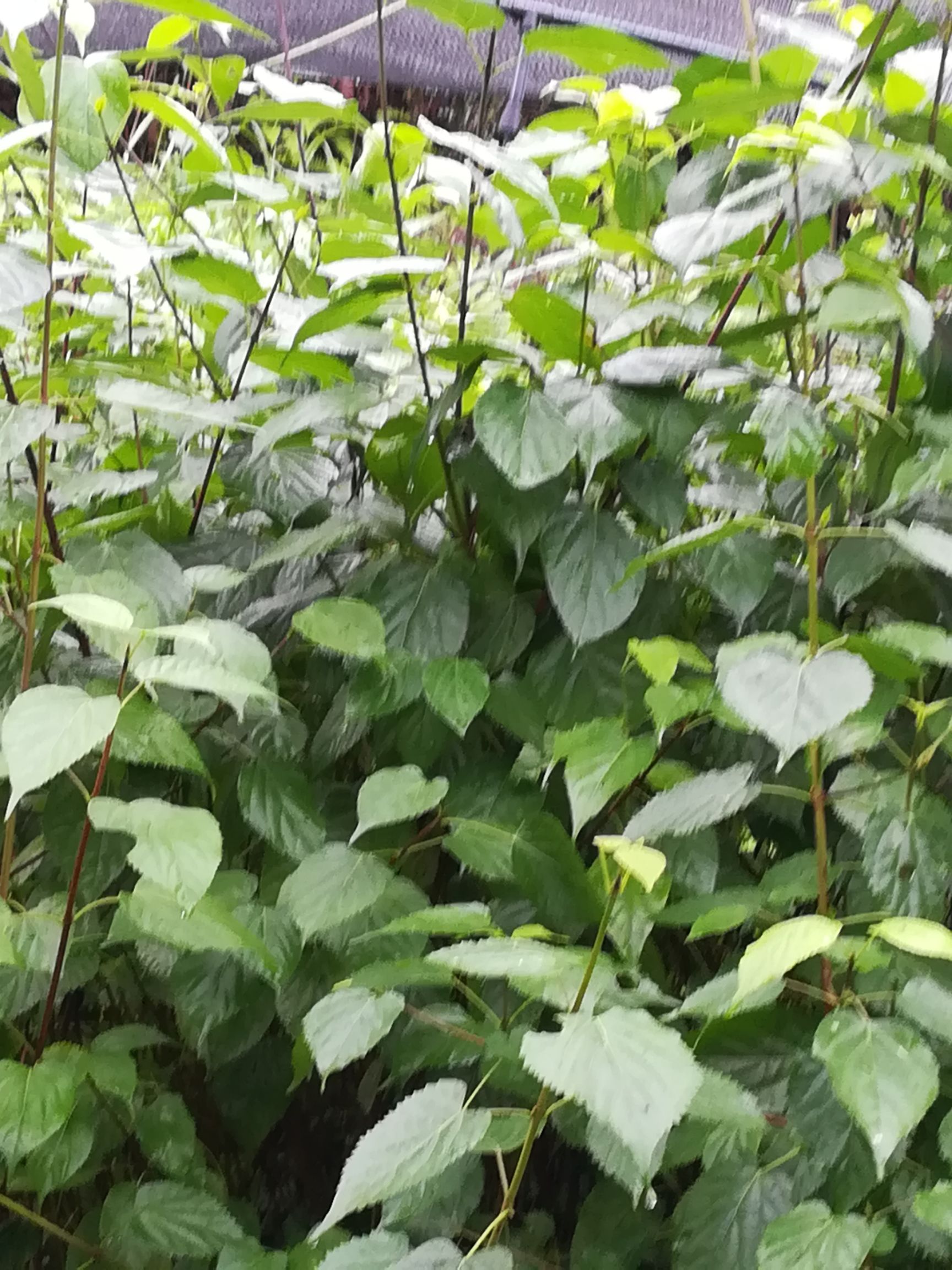 豆腐柴苗