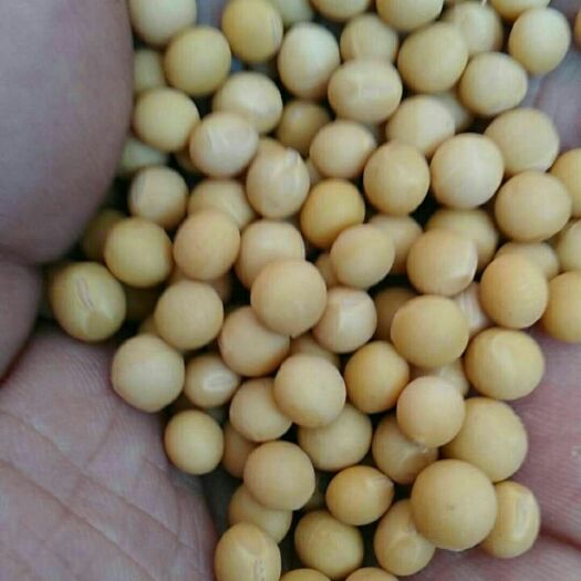 尚志市东北黑龙江大豆 生大豆 2等品