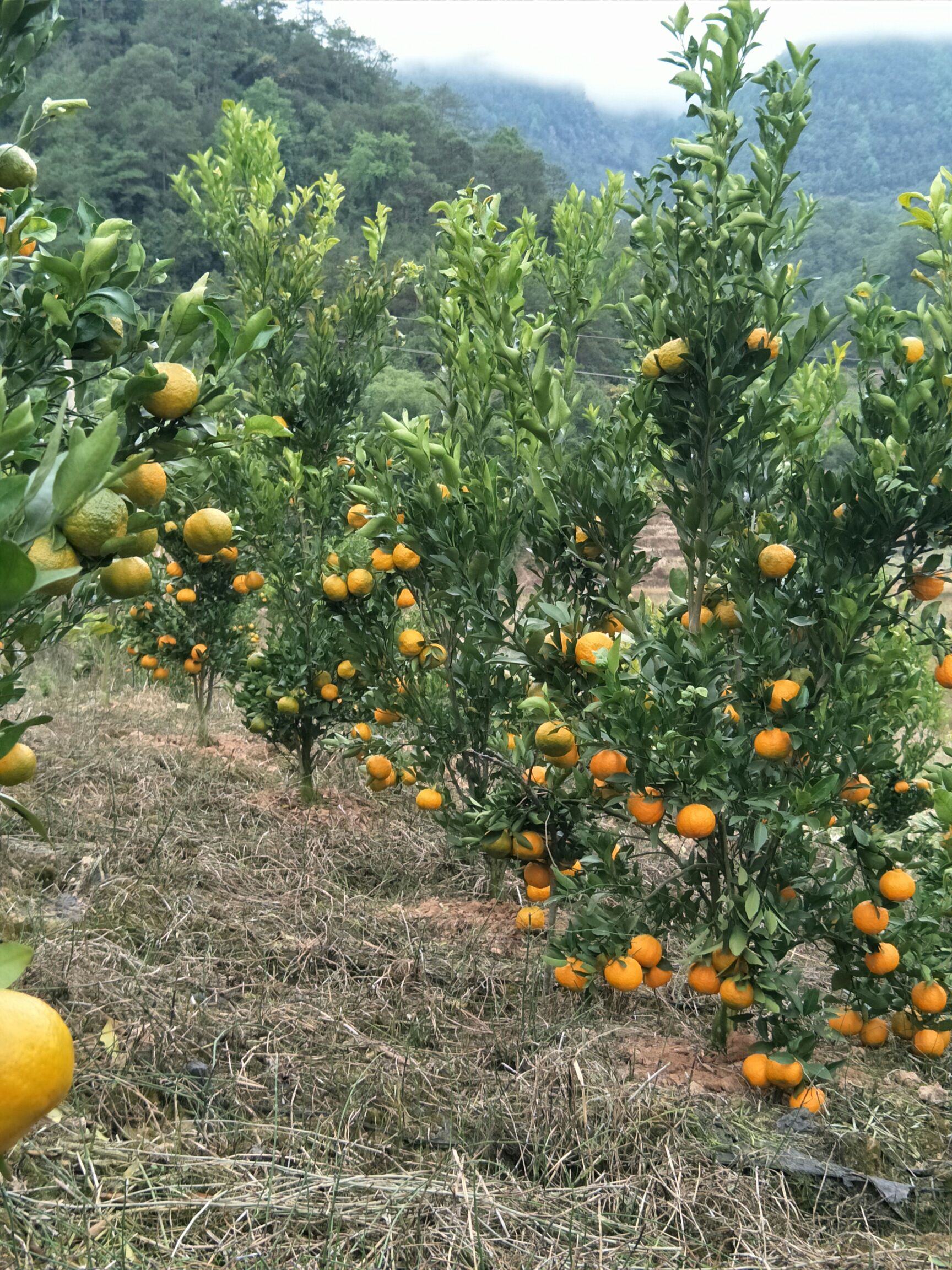 黄橘子 5.5 - 6cm 1.5 - 2两