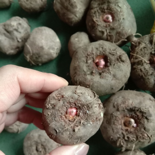 达州脱毒魔芋二代
种