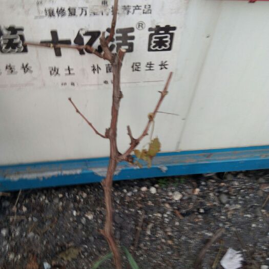 晋州市巨峰葡萄苗 占地葡萄树