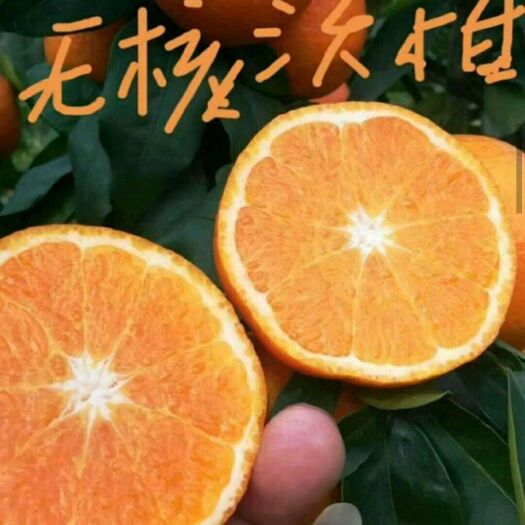 灵山县无核沃柑苗  嫁接正品，根系好！