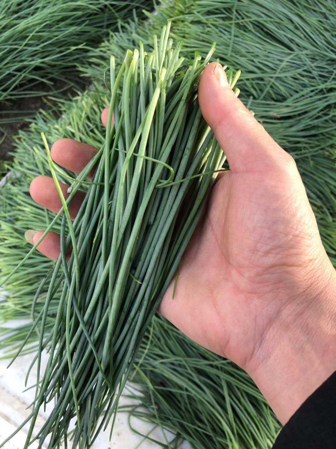 沙葱