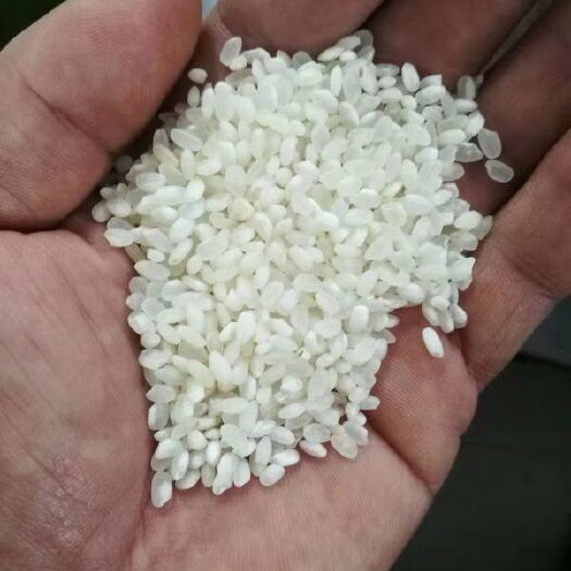 舒兰市东北大米 一等品 晚稻 粳米