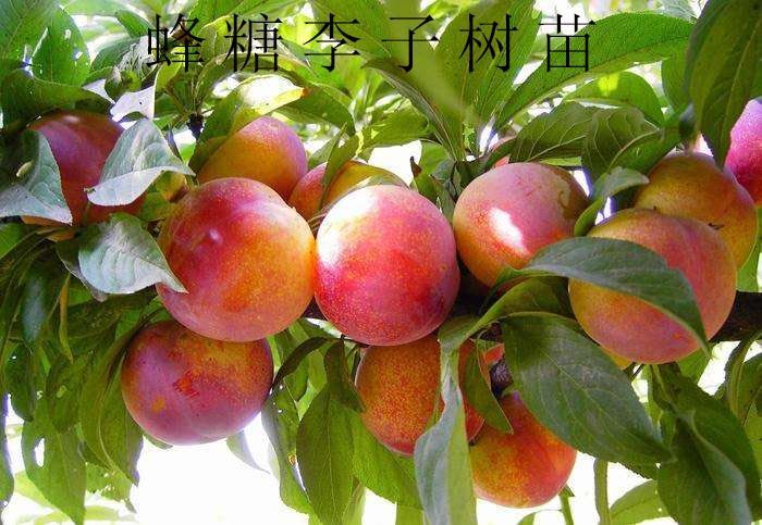 平邑县蜂糖李树苗