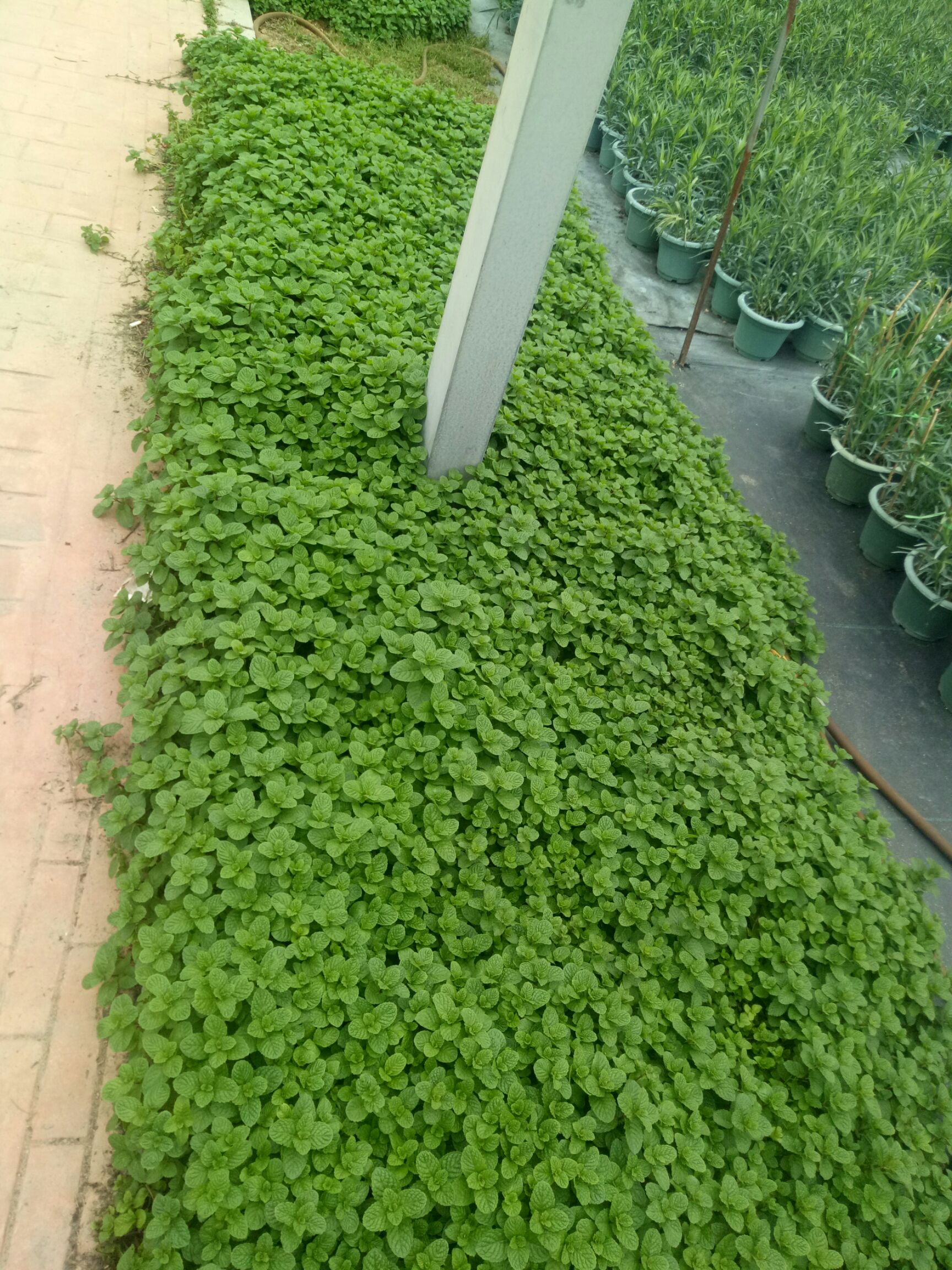 薄荷盆栽 清香木