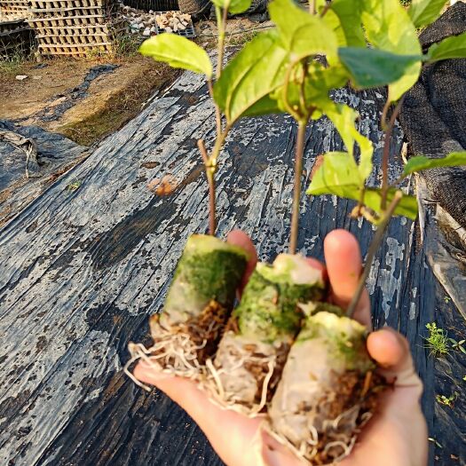 遂溪县黄金百香果苗
