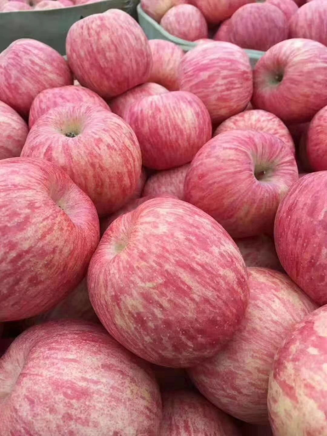 红富士苹果 80mm以上 条红，全红 ，脆甜多汁，纸袋