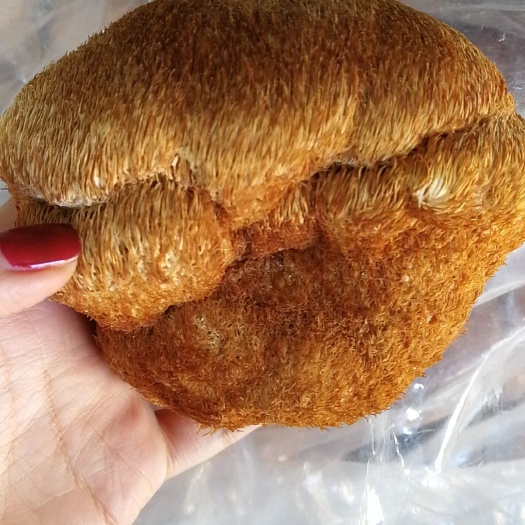 干猴头菇  东北猴头蘑  东北猴头菇干货 202年新货 产地