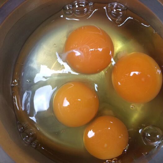 厦门绿壳鸡蛋 食用 散装 
