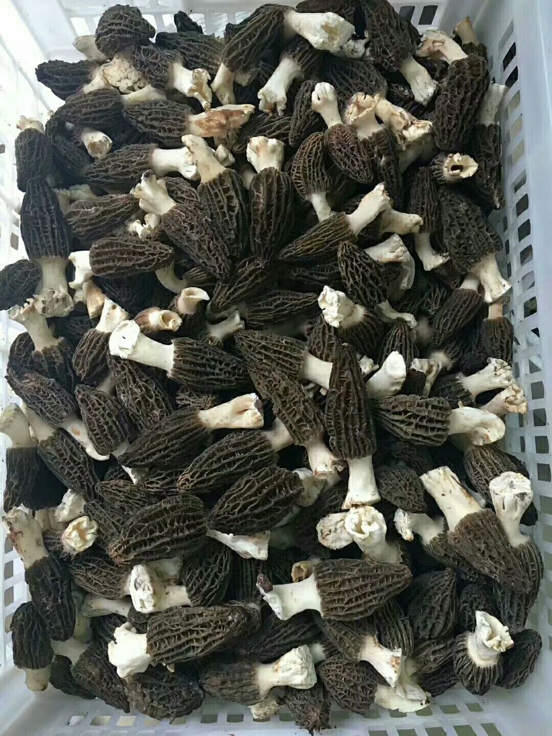 羊肚菌 鲜货