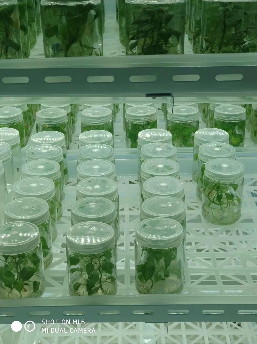 龙薯9号红薯苗 15~25cm