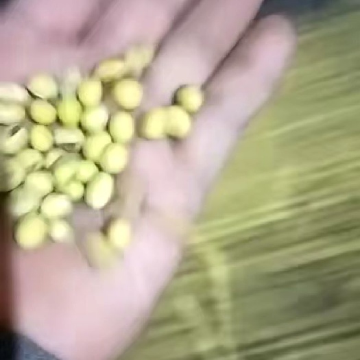 邳州市大豆 江苏省徐州市邳州市 生大豆 1等品 豆粒