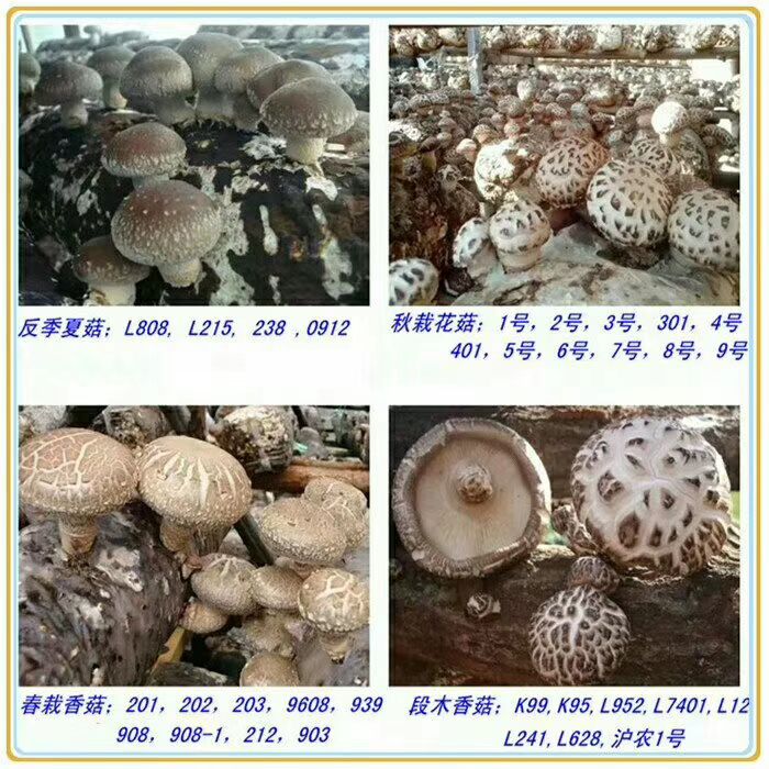 香菇菌种 椴木香菇种种木头的 香菇菌种