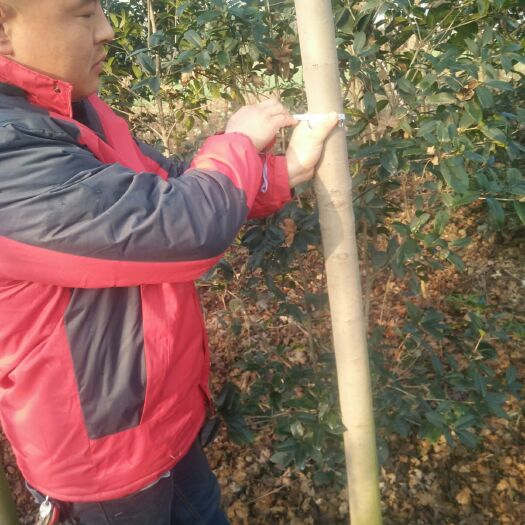 镇平县美国红枫