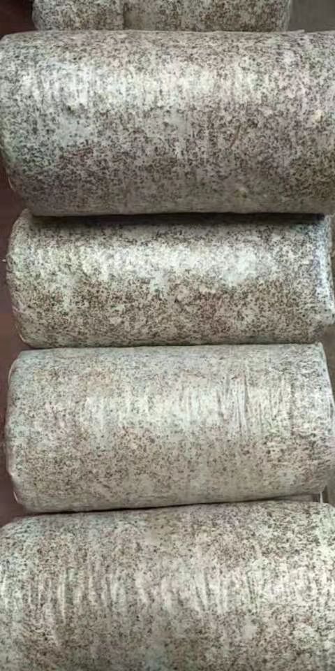 随县木耳菌种  包邮  椴木木耳种  袋料木耳种