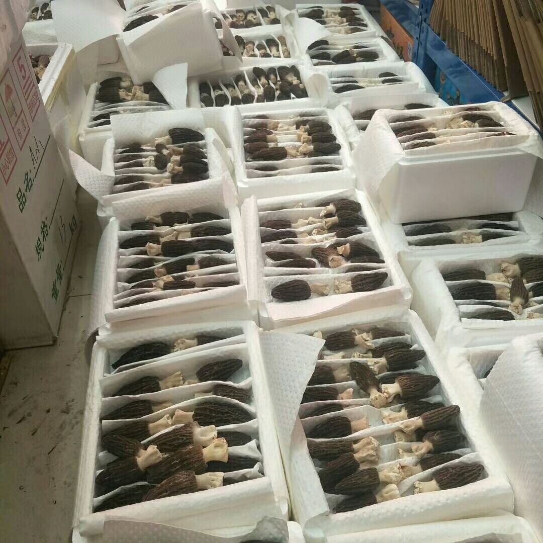 羊肚菌 鲜货