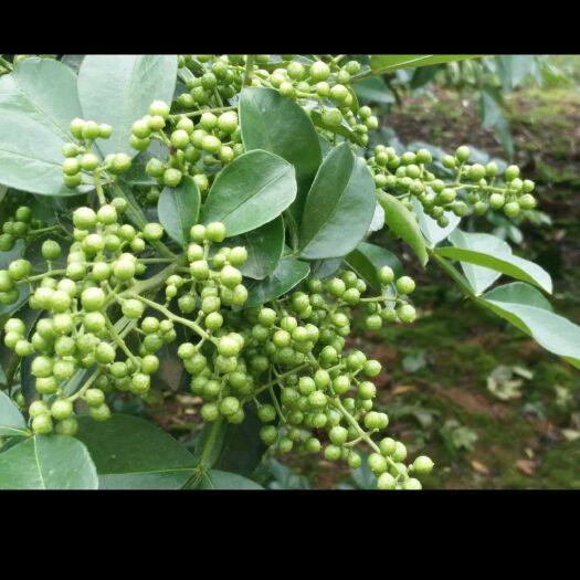 垫江九叶青花椒 一级 鲜花椒