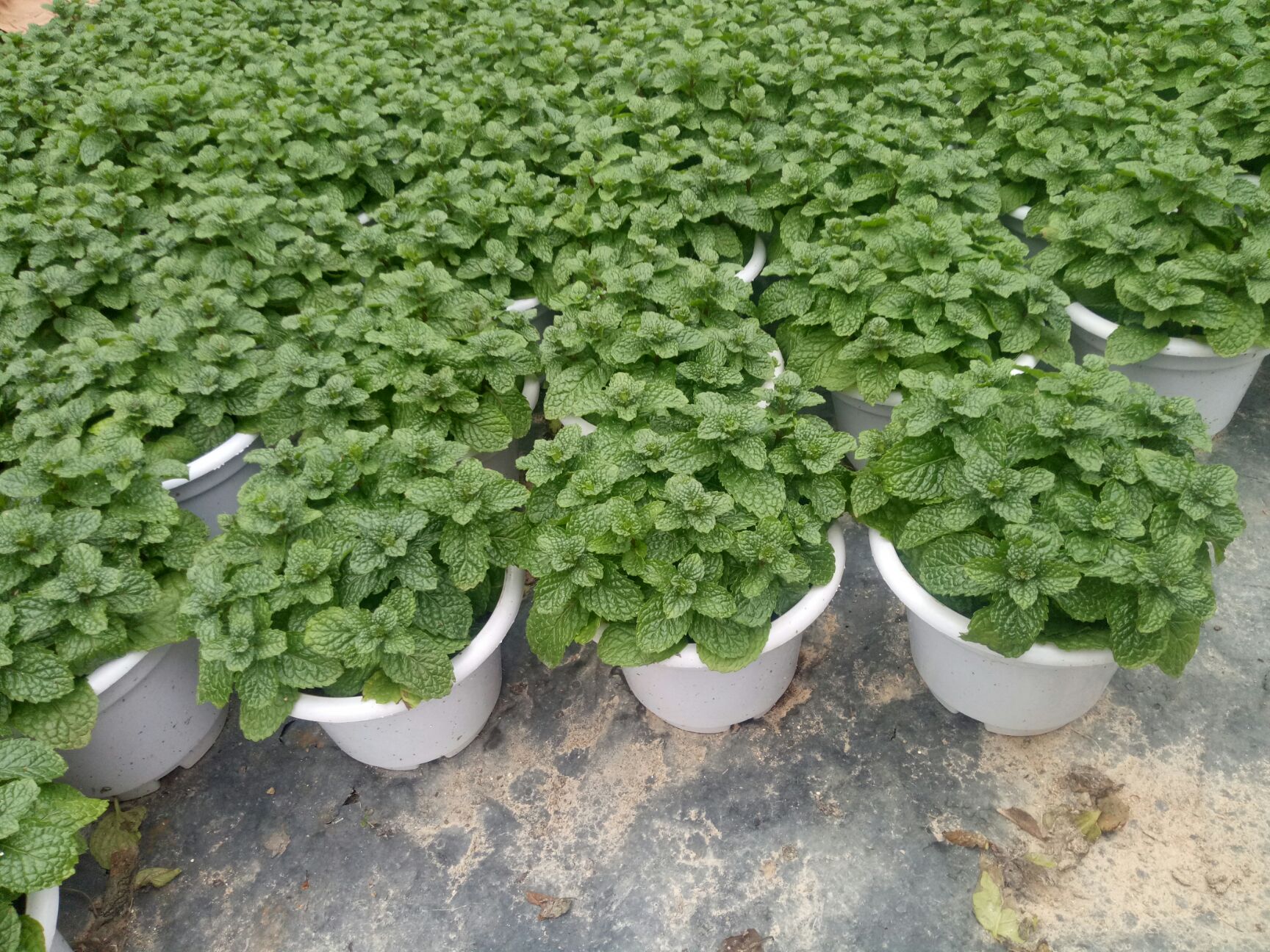 薄荷盆栽 清香木
