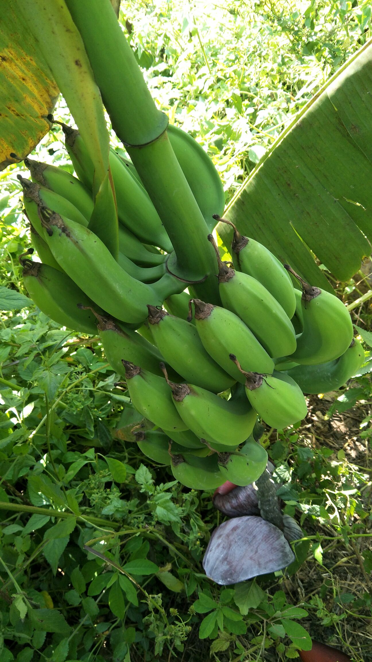 云南高原芭蕉 九成熟