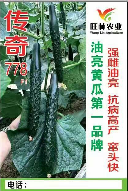 庆云县黄瓜种苗 强雌油亮抗病高产