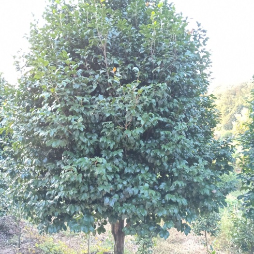 盐津县茶花树 140cm以上