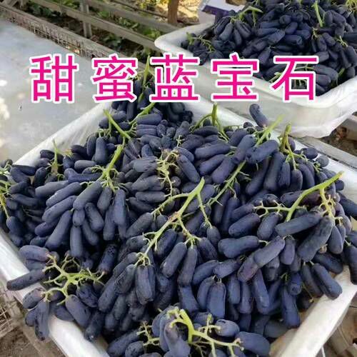 卢龙县蓝宝石葡萄苗