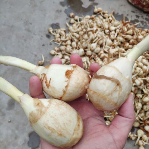 天门市白肉慈菇 湖北新鲜大个慈姑
