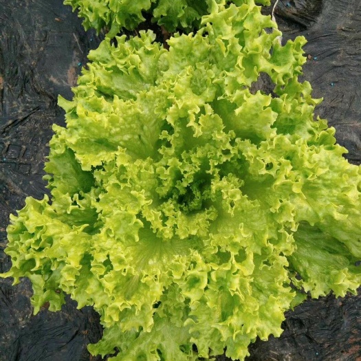  散叶生菜 量大质优 口感好