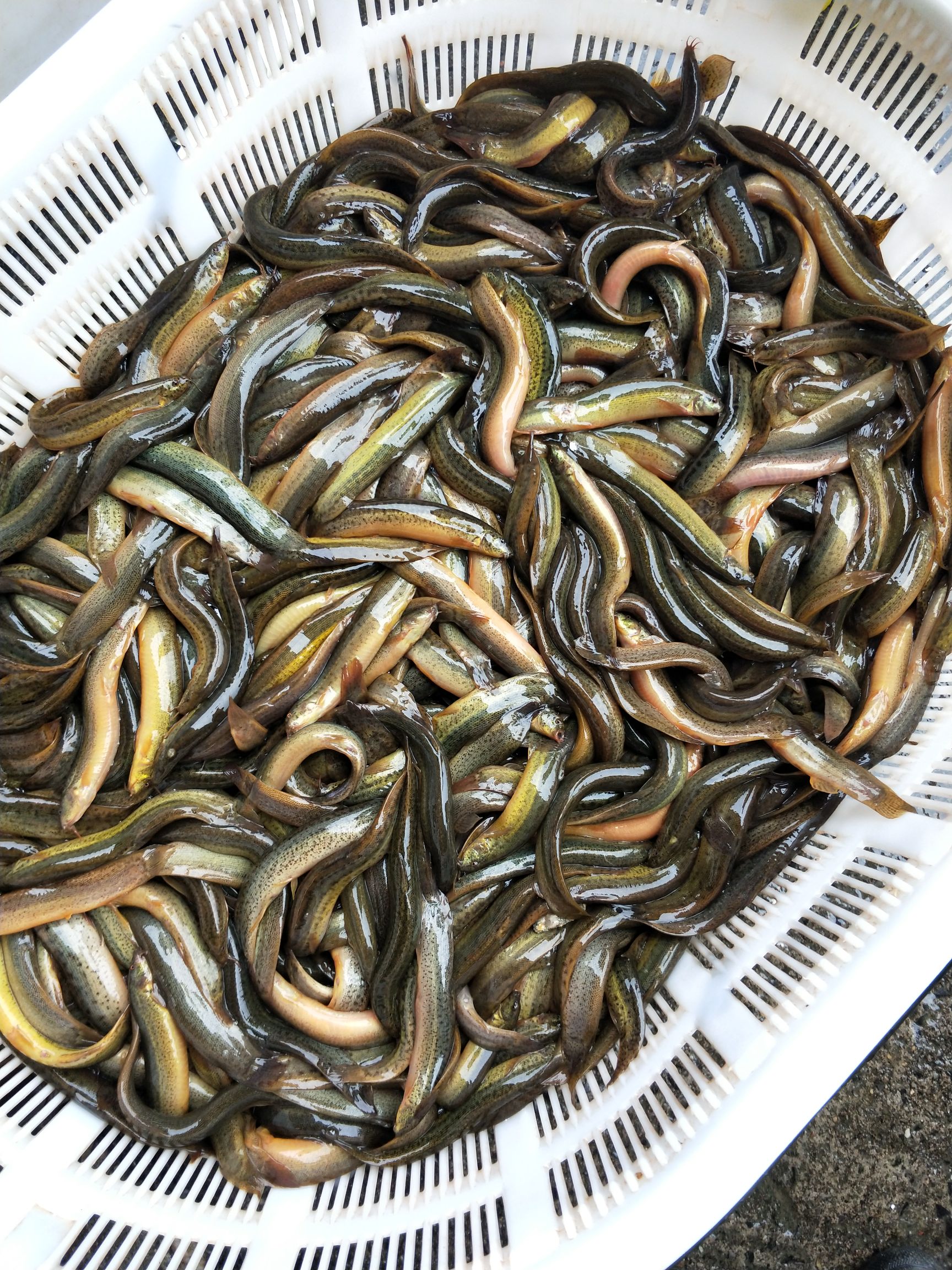 湖北10-15cm45尾\/公斤泥鳅