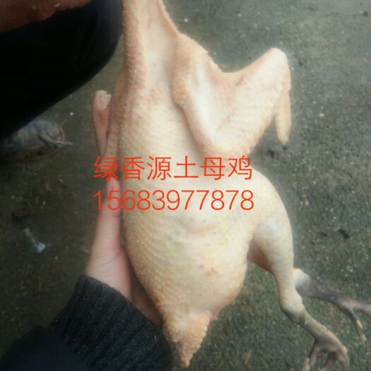 重庆市土鸡 母 3-4斤