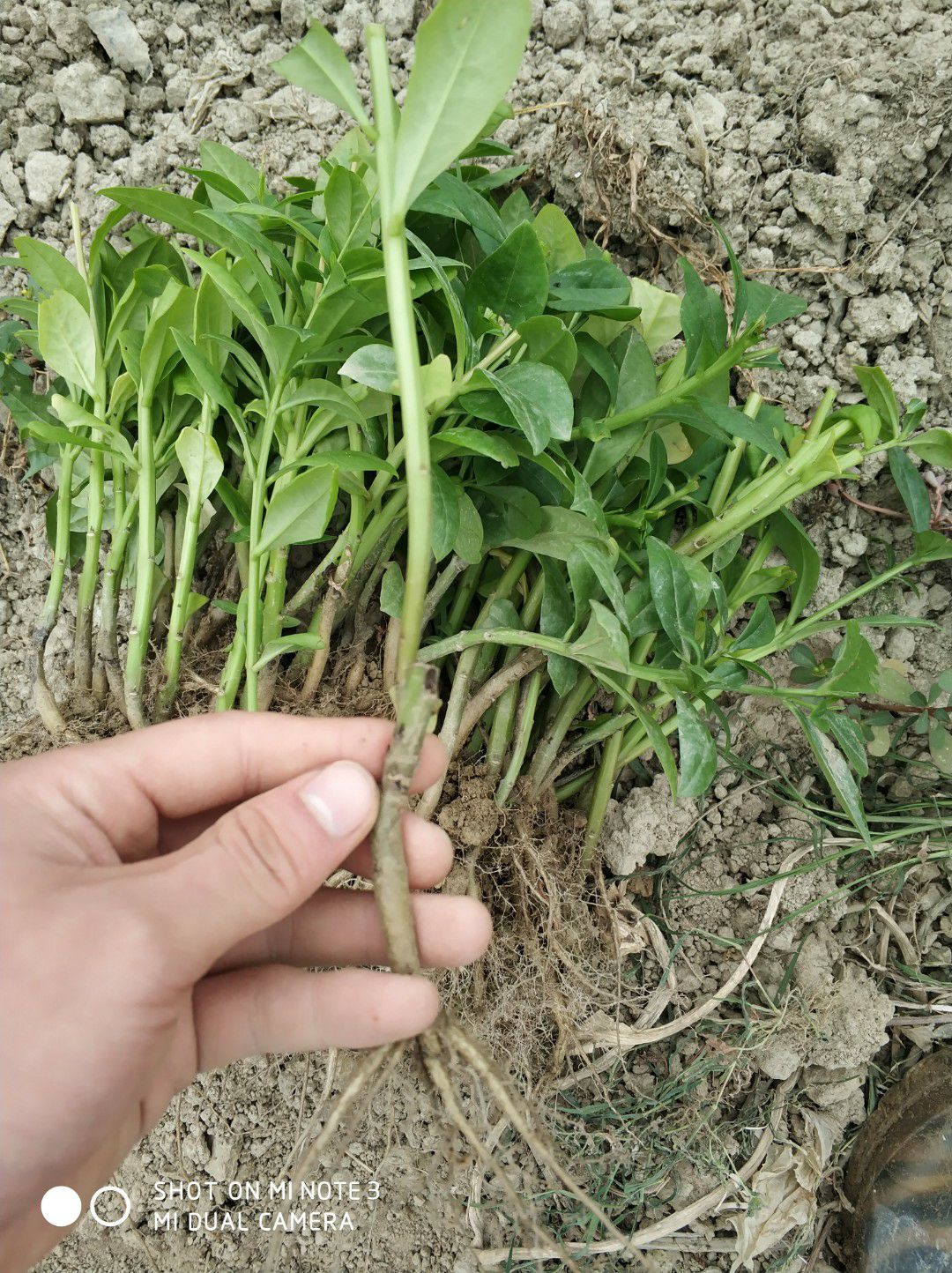 土人参菜种苗种子土高丽参西洋参特色蔬菜趣味绿植盆栽阳台庭院