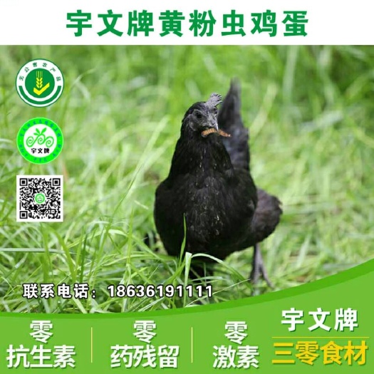 太原初生蛋 食用 礼盒装
