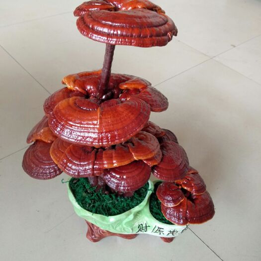 冠县人工灵芝 