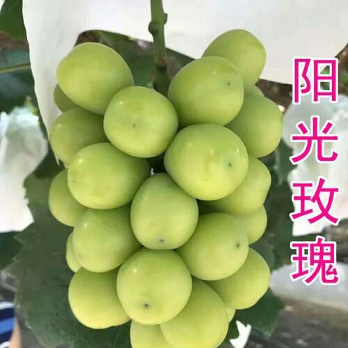 卢龙县阳光玫瑰葡萄苗