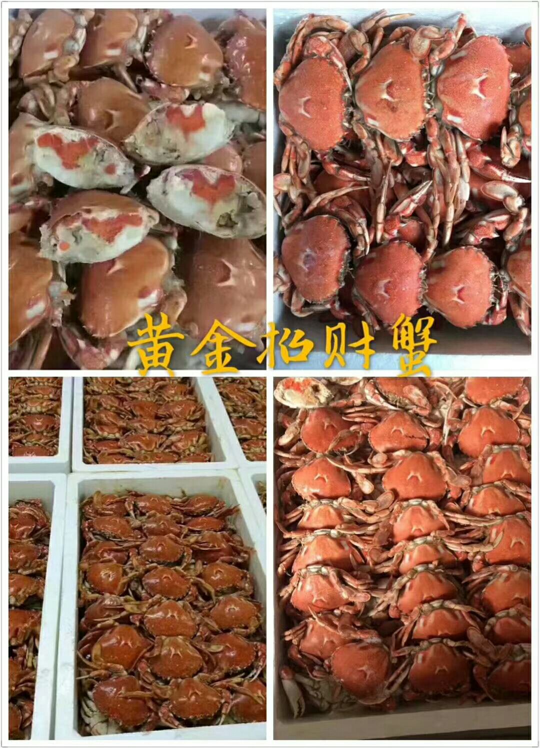 黄金蟹 母蟹 2.0两以下