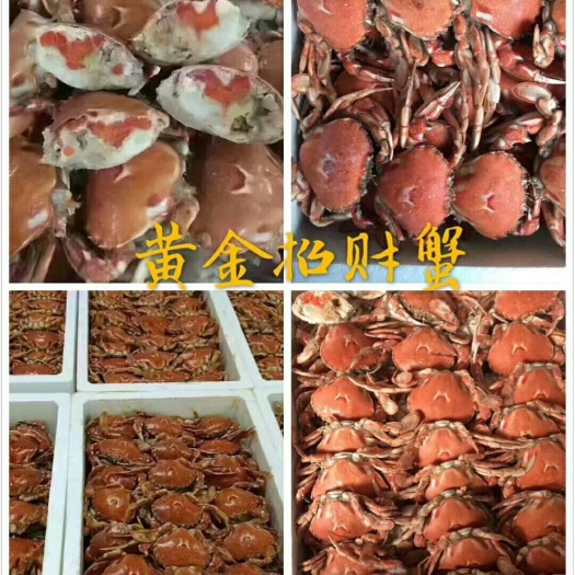 黄金蟹 母蟹 2.0两以下