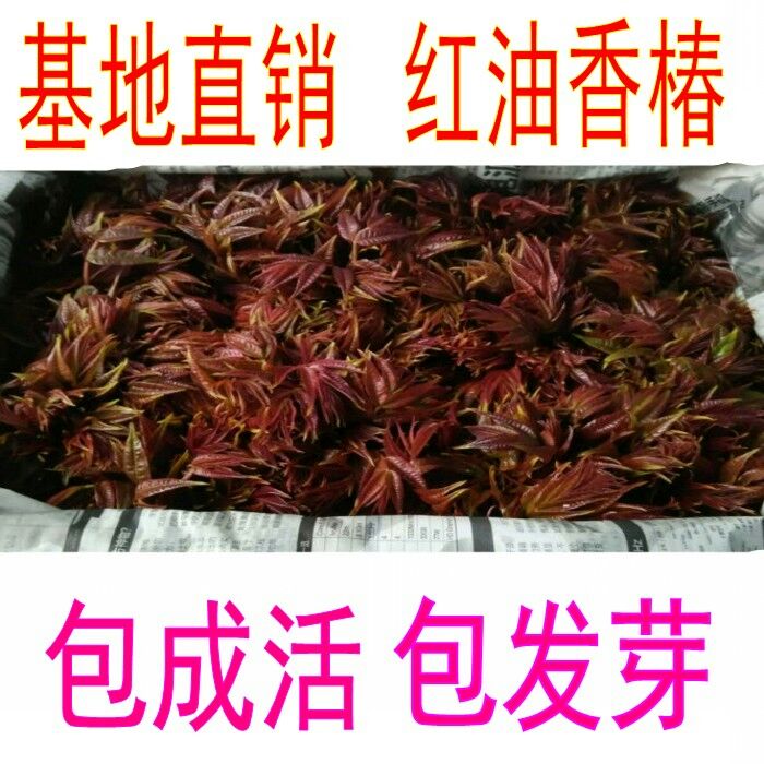 平邑县红油香椿苗  香椿红油香椿绿油香椿苗适应南北方庭院种植当年采摘食用