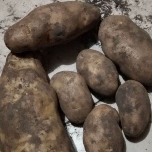 山阳县荷兰15号土豆 1~3两