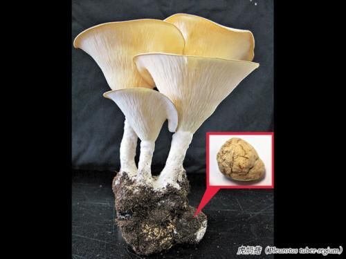 重庆市虎奶菇 鲜货 野生