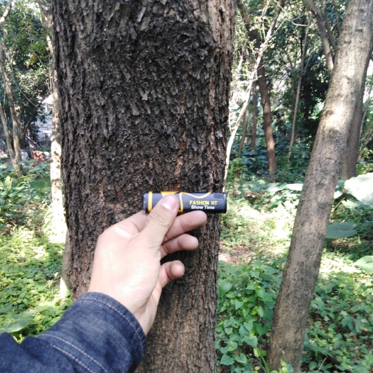 广州小叶紫檀盆栽 印度小叶紫檀