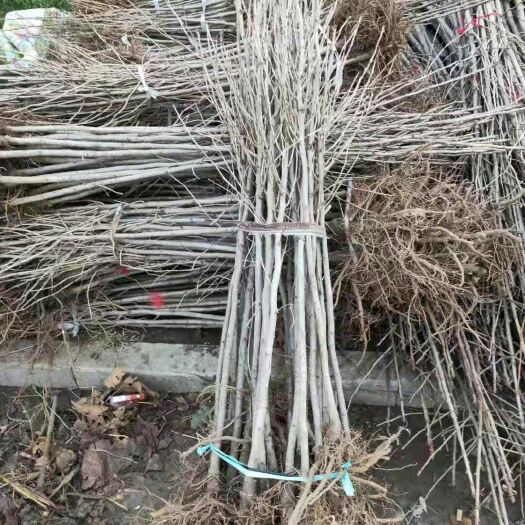 泰安 银杏树苗价格 基地直销银杏小苗 3公分银杏树苗价格