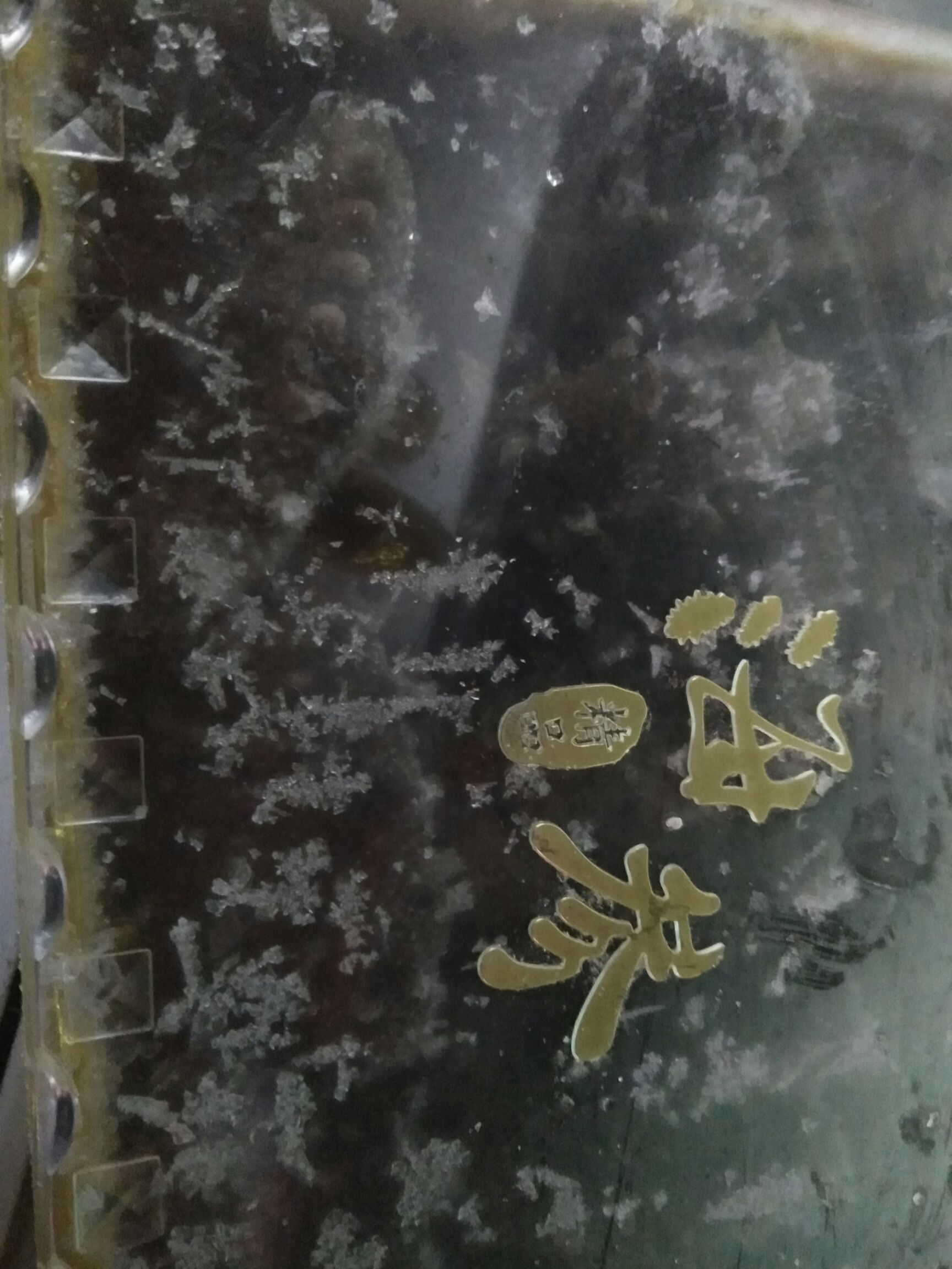 大连海参
