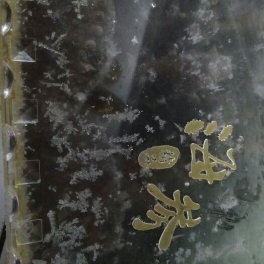 大连大连海参