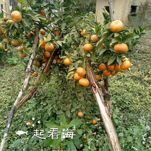 连山县年桔 有货