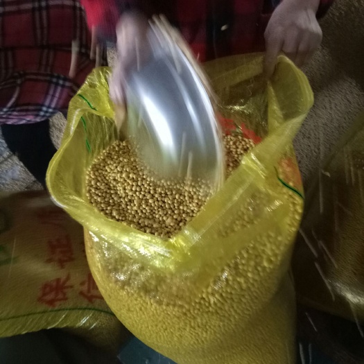 永城市黄黄豆 生大豆 1等品