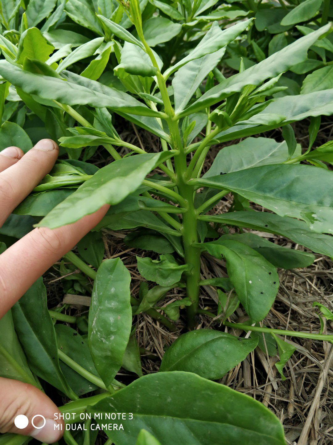 土人参菜种苗种子土高丽参西洋参特色蔬菜趣味绿植盆栽阳台庭院